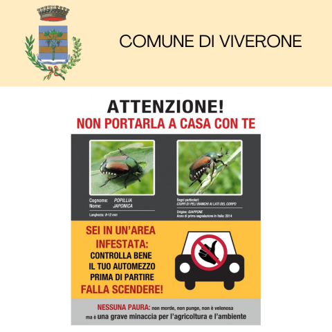 Immagine notizia Lotte obbligatorie - Coleottero scarabeide del Giappone (Popillia japonica Newman)